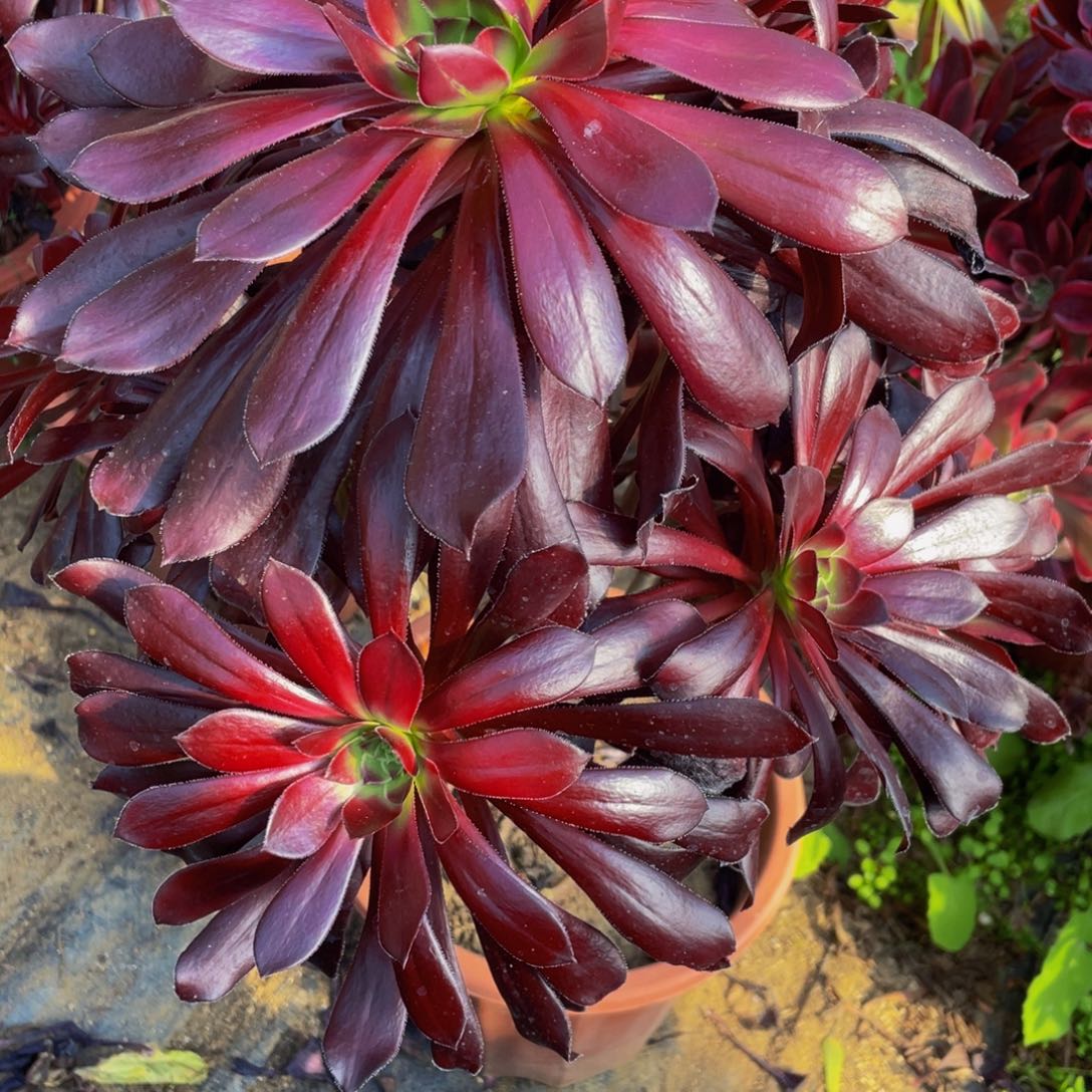 老桩法师基地309