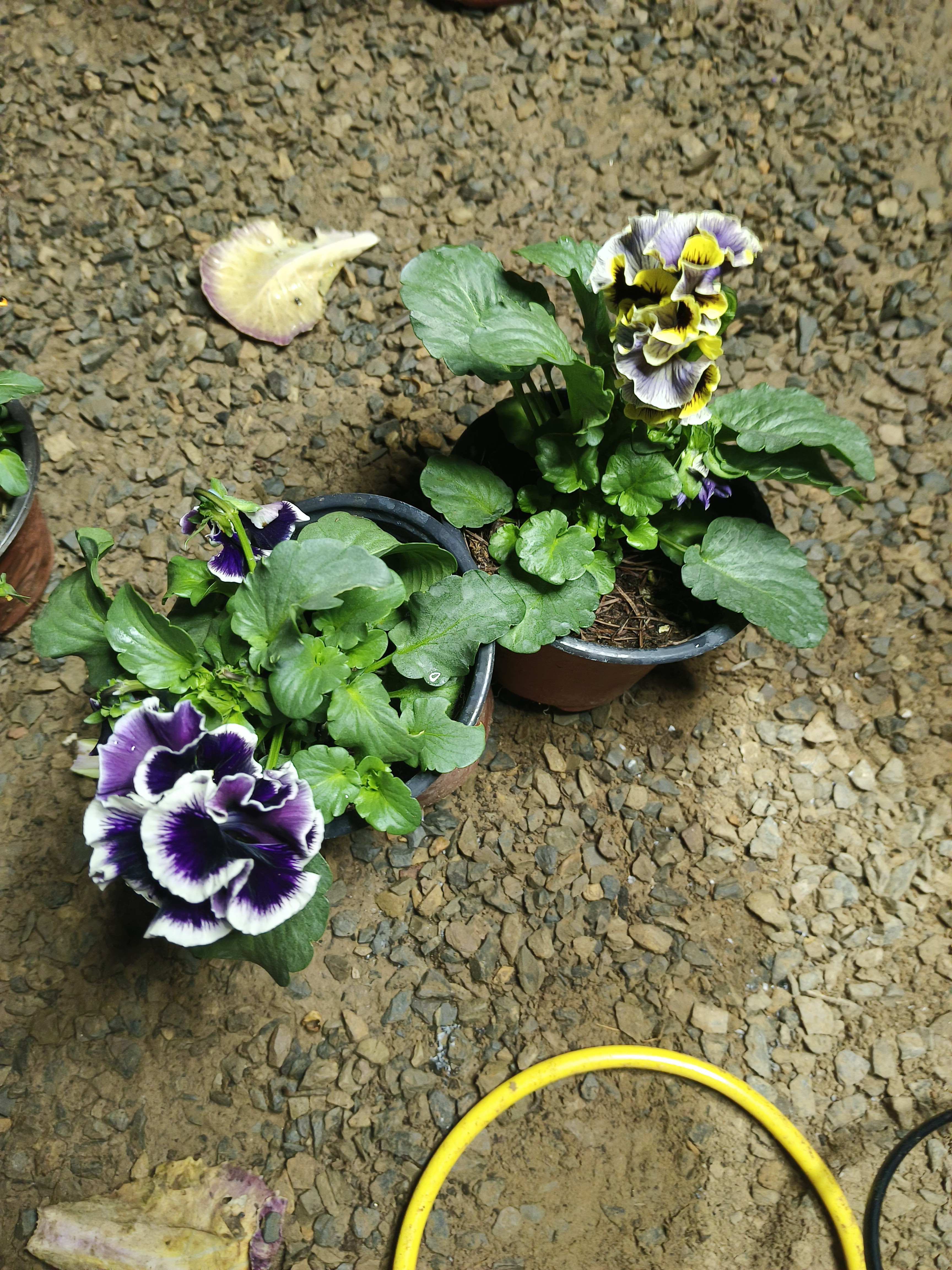 翻瓣儿角堇盆栽带花苞冬季耐寒阳台庭院好养花卉植物/2盆
