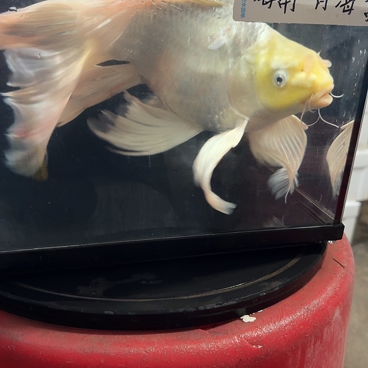 文***斌蝴蝶鲤鱼蝴蝶鲤139包邮