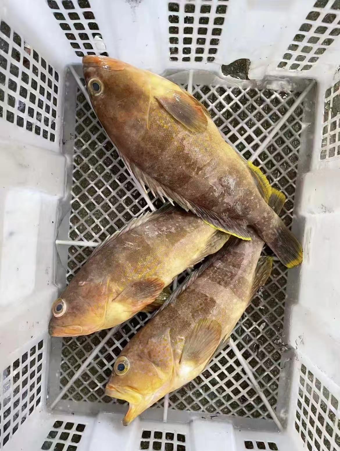 黄肚斑 海鲜/海鱼以直播为准顺丰包鲜到家