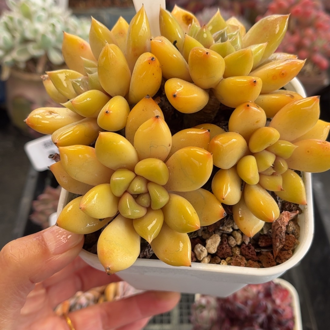 2546红象牙满30包邮