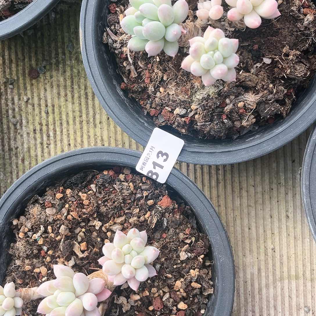 阿雅园艺。          813