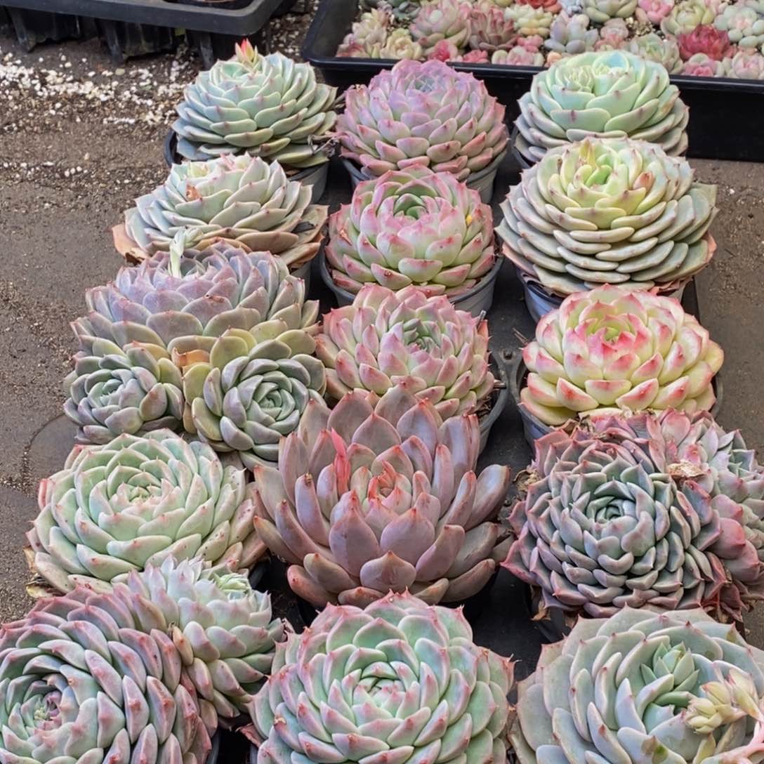 267的人都是这样吗。