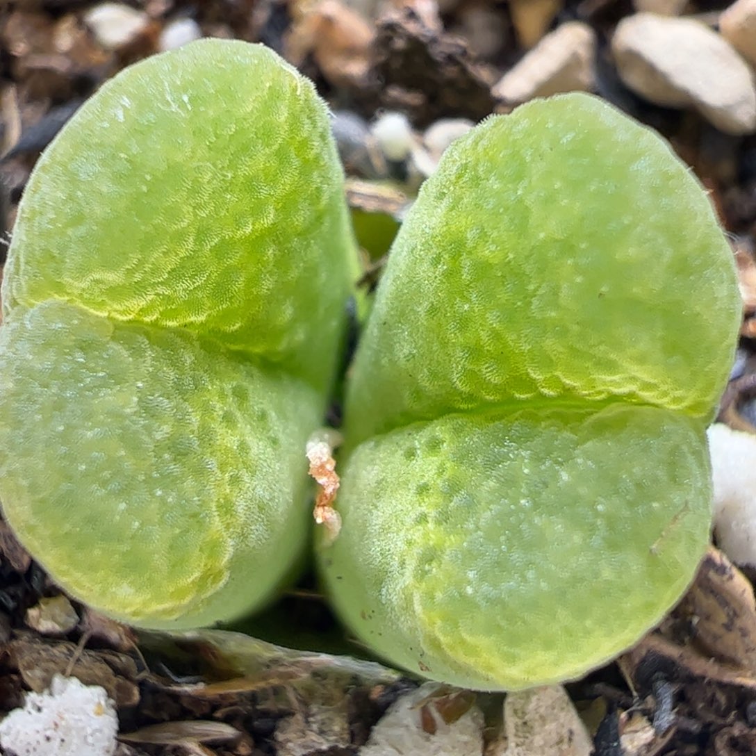 红风铃多肉植物百科