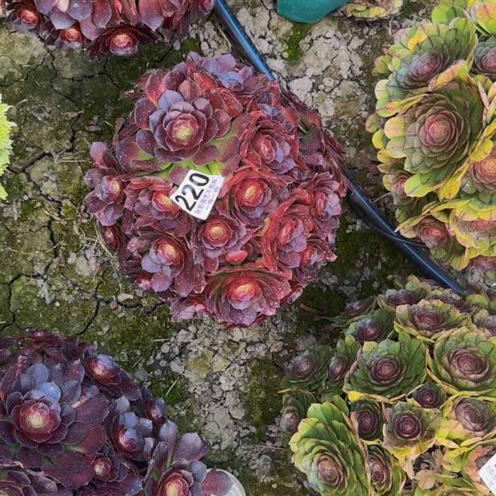 荷兰玫瑰29-38包邮花花