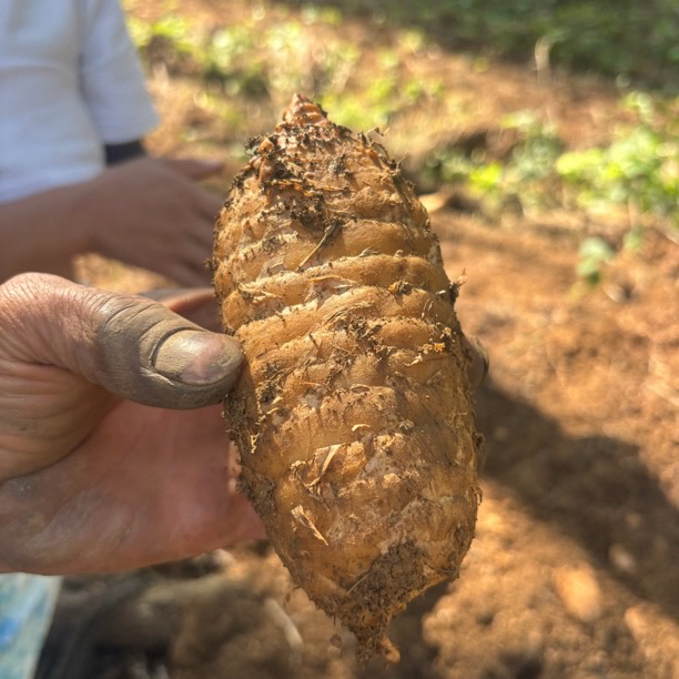 贵州高山林下种植仿野生种植鲜天麻