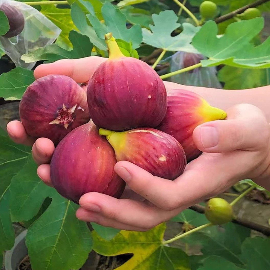 矮化无花果树苗当年结果盆栽地栽阳台庭院南方北方可种