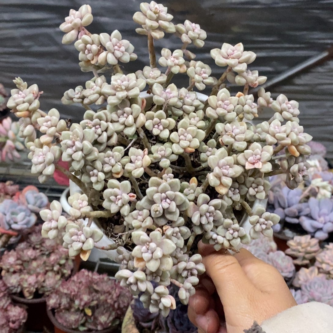 丸叶姬秋丽整桩带盆土