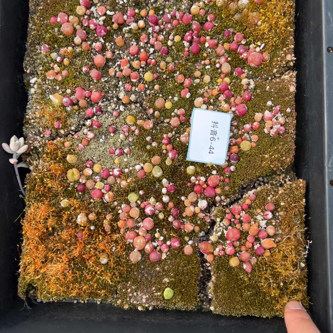 6-44肉锥多肉植物