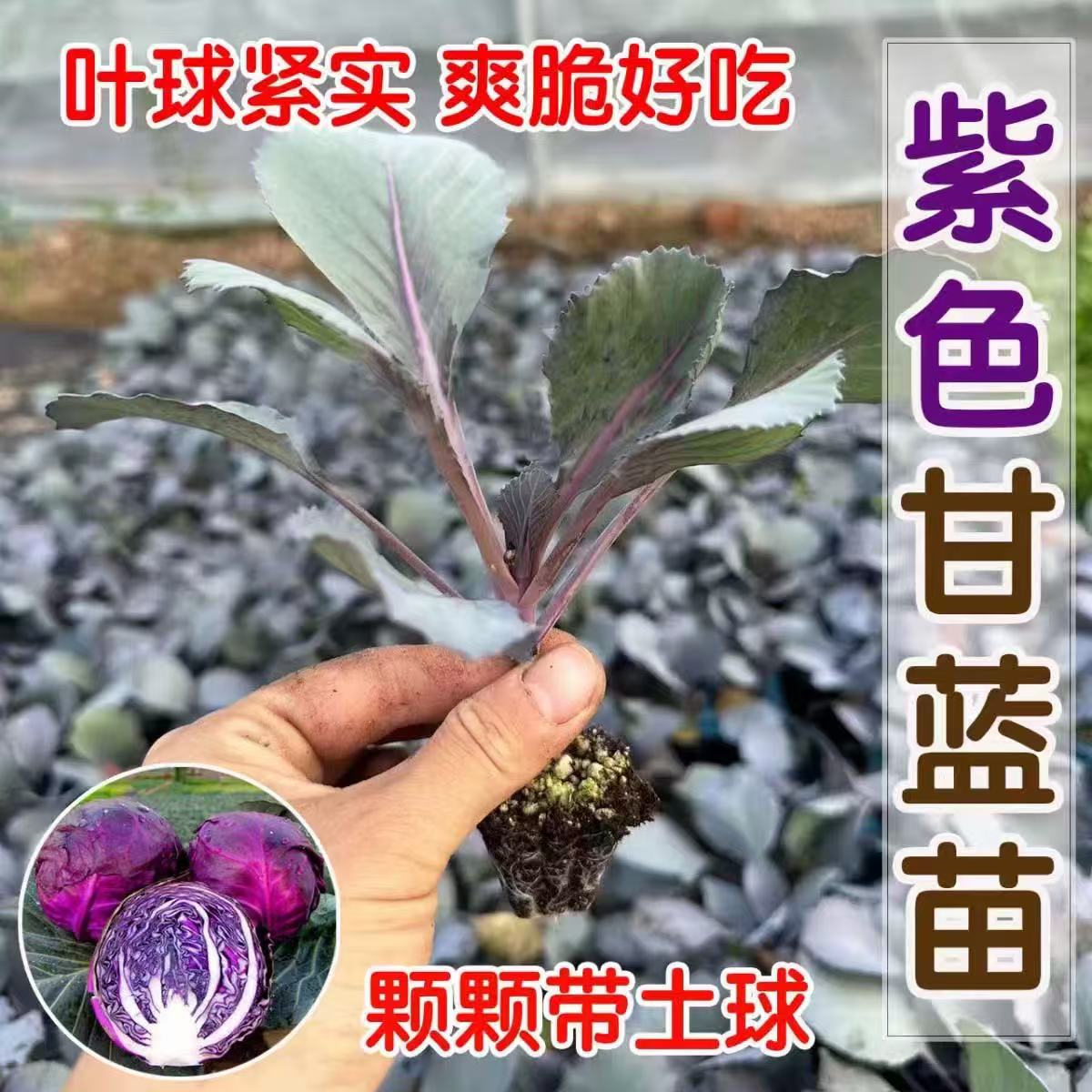 紫甘蓝苗秧紫包菜苗种子卷心有机春秋盆栽高产蔬菜苗新鲜包头菜苗