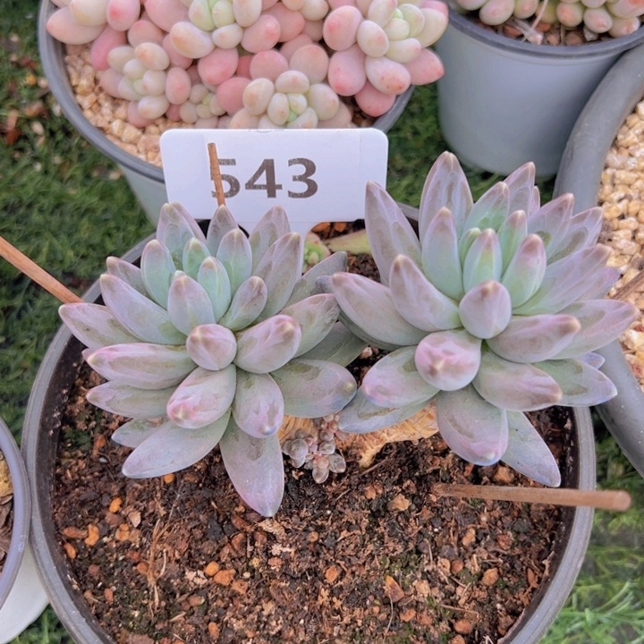 健健康康平平安安多肉