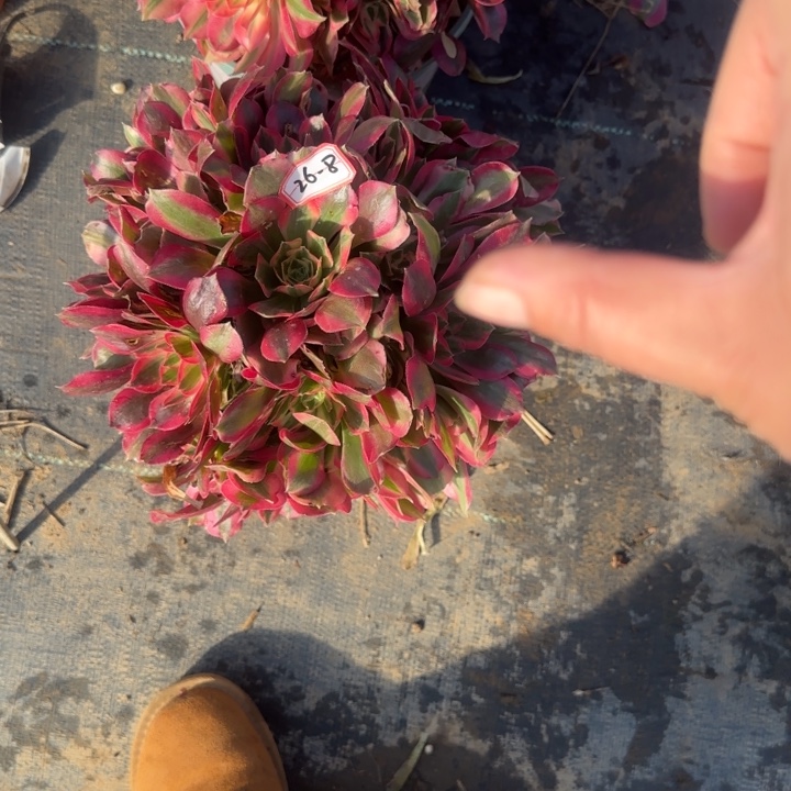 26-8女巫处理不包售后