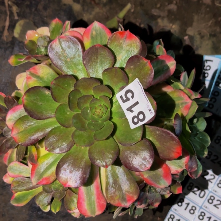 815雨荷多肉植物不售后