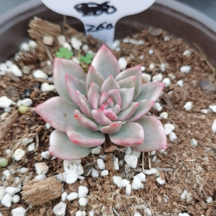 玫瑰橙白覆轮锦多肉植物