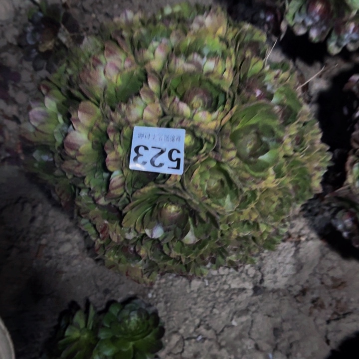 拉丝花29-55包邮花花