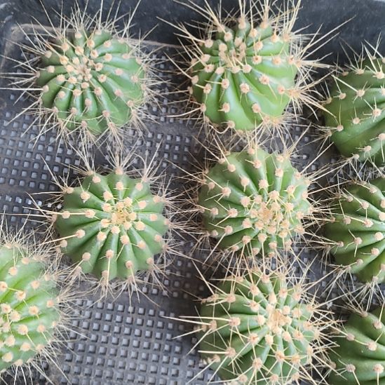 仙人球清清70侧芽