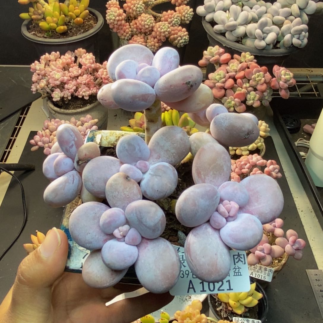 021水光针多肉9c m