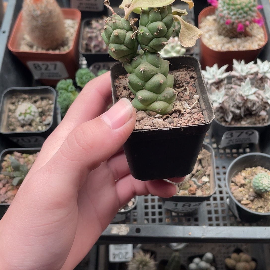 000将军阁（满叶子会掉能长（满18包邮）