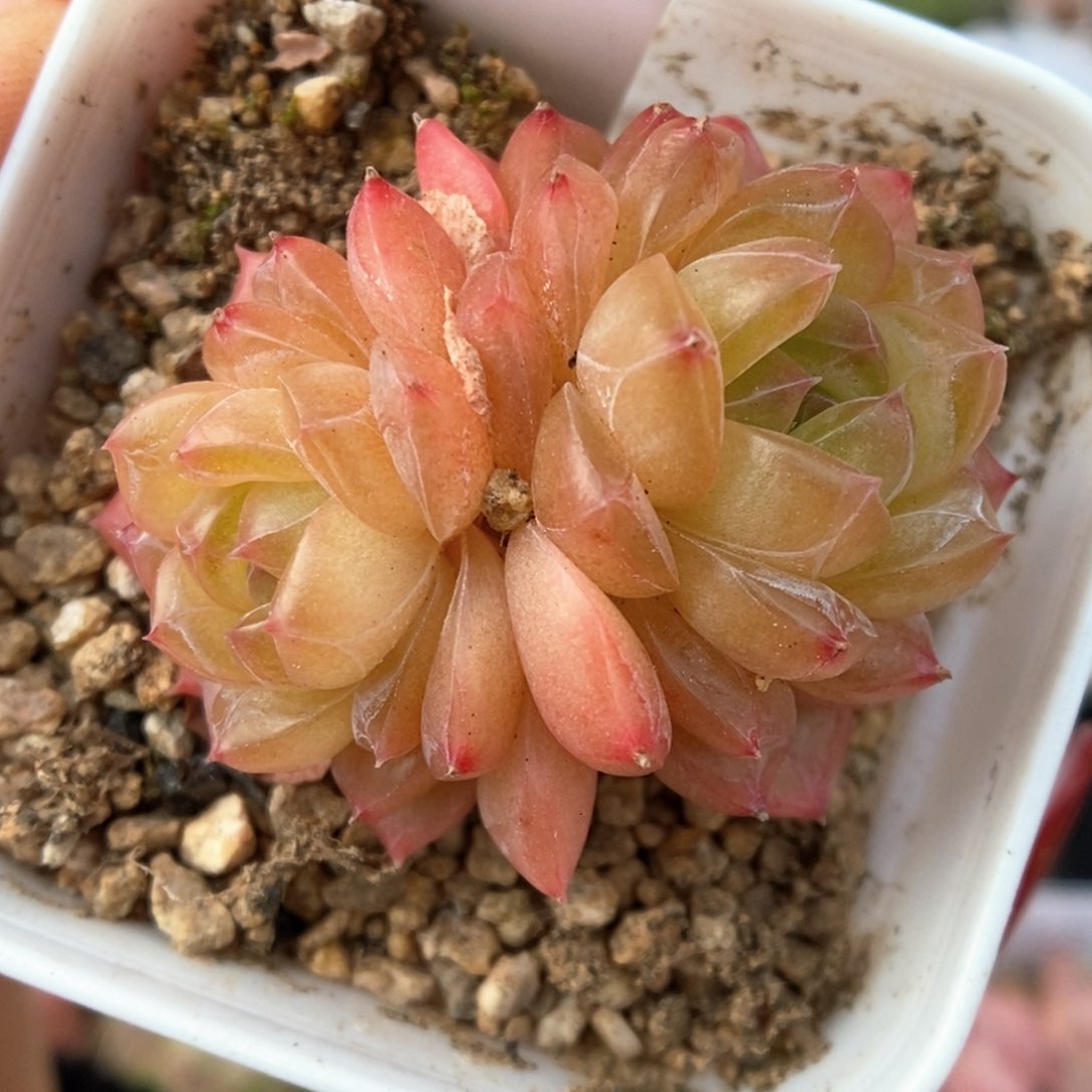 绿晶体珍妮双头可拍921号。