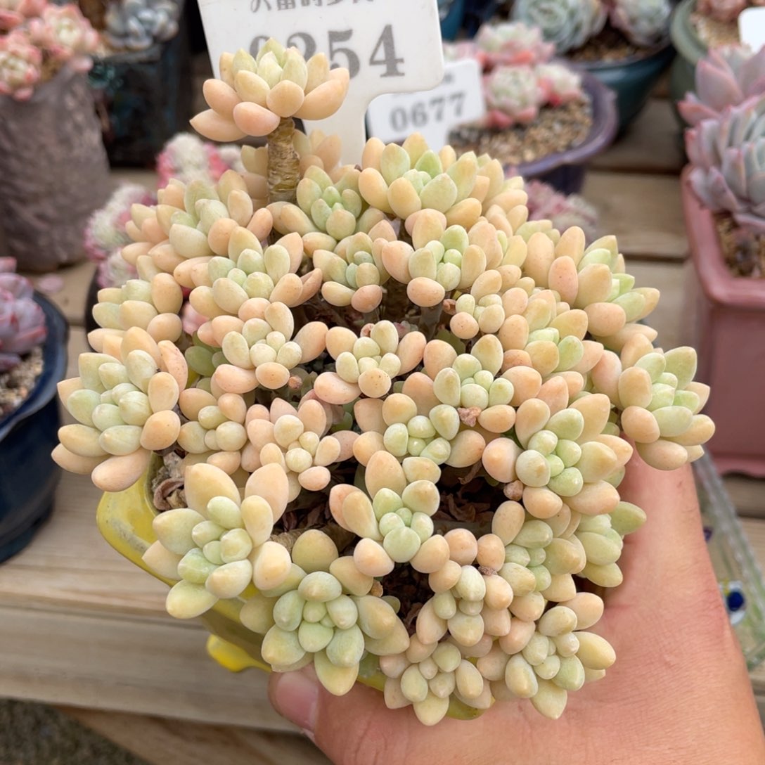 0254奶酪蛋糕不带盆15厘米