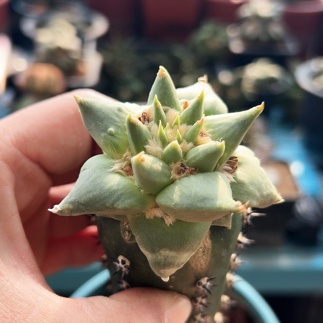 799龙牙x怒涛新年快乐mm