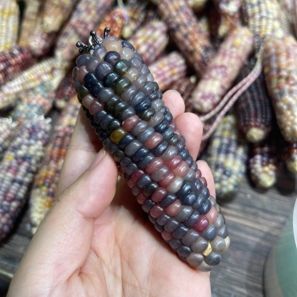 文玩七彩玉米毛料手工DIY属