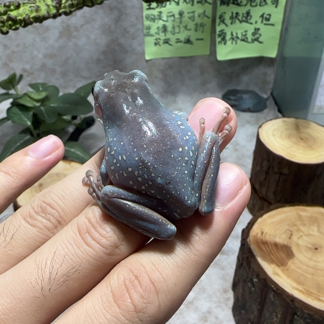 老爷树蛙7 洒金奥蓝小暴雪