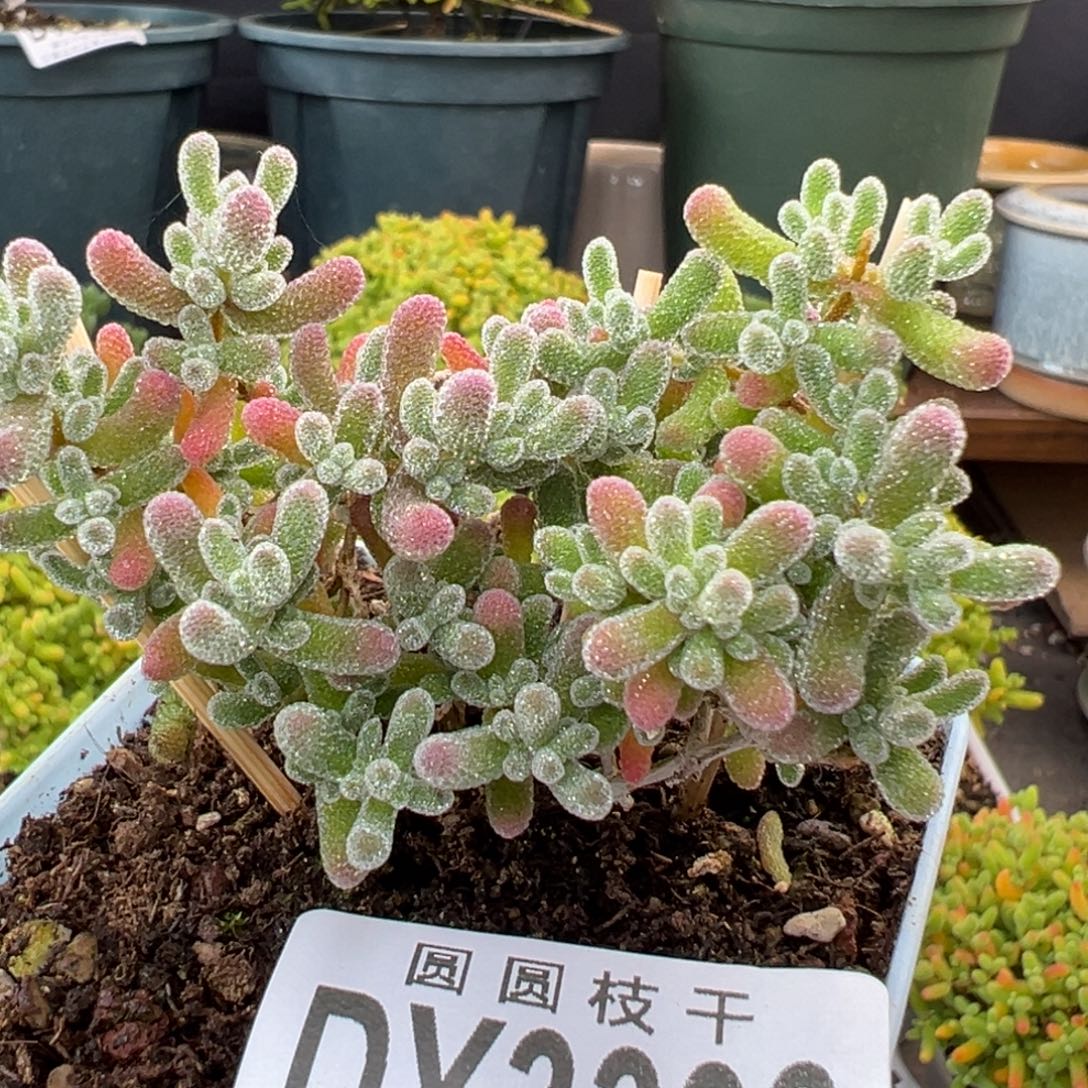 雾***念dy3398草莓冰晶和一个陶瓷盆