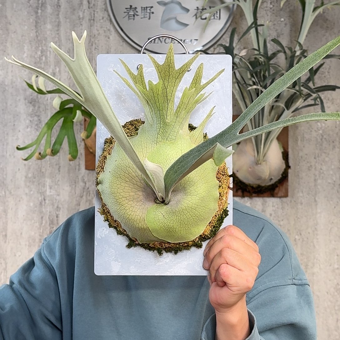 完全开放银叶银鹿鹿角蕨春野花园