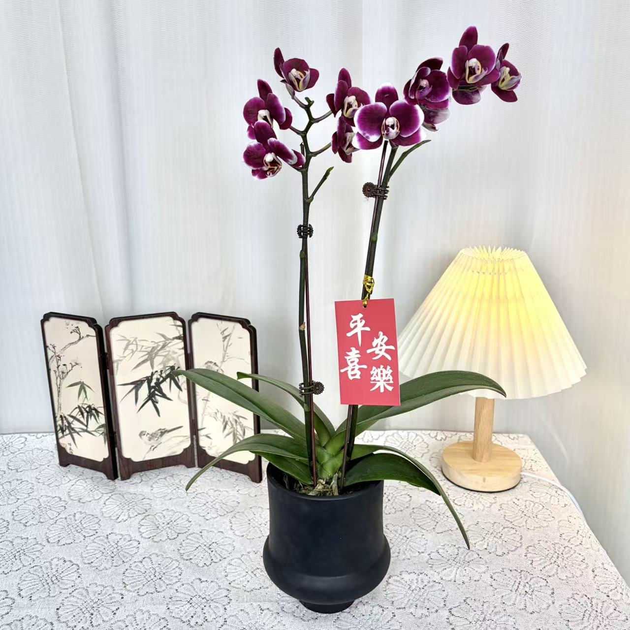 蝴蝶兰【巧克力】带花带花苞开花株发货乔迁结婚送礼佳