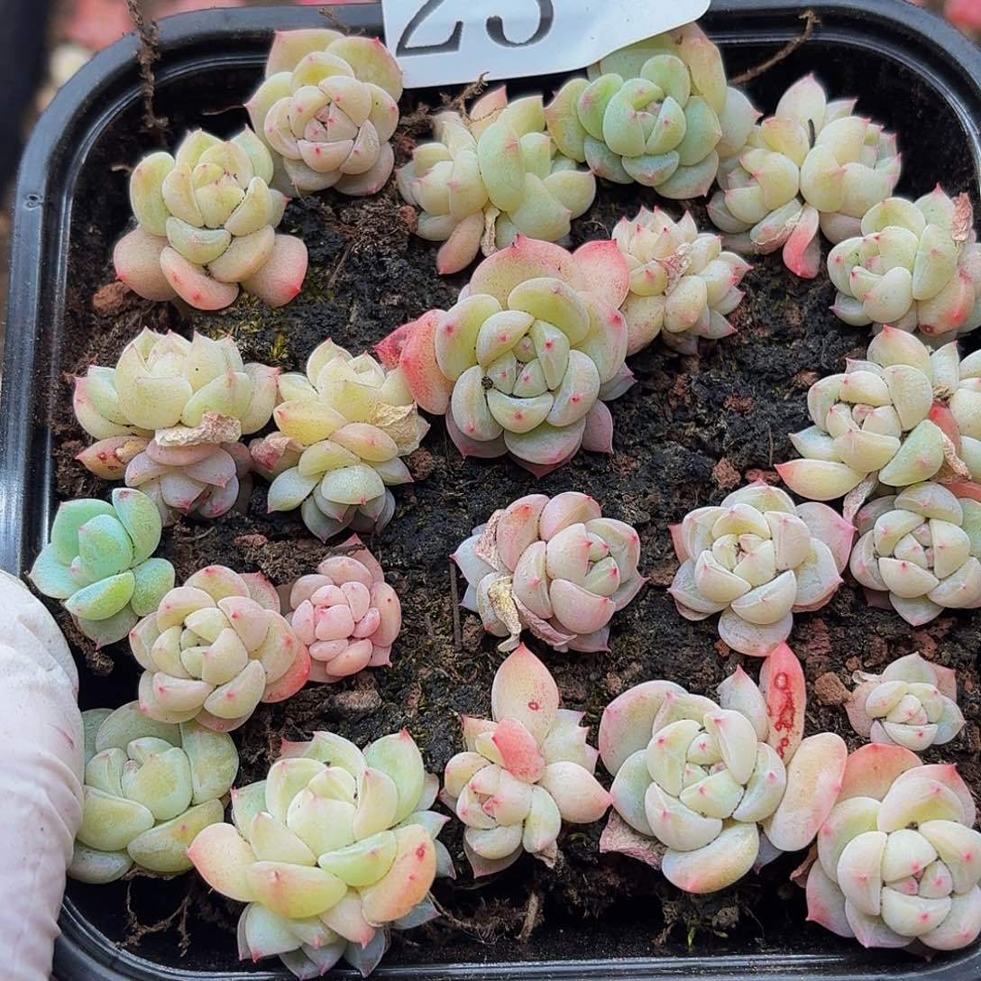 多肉植物多肉植物23