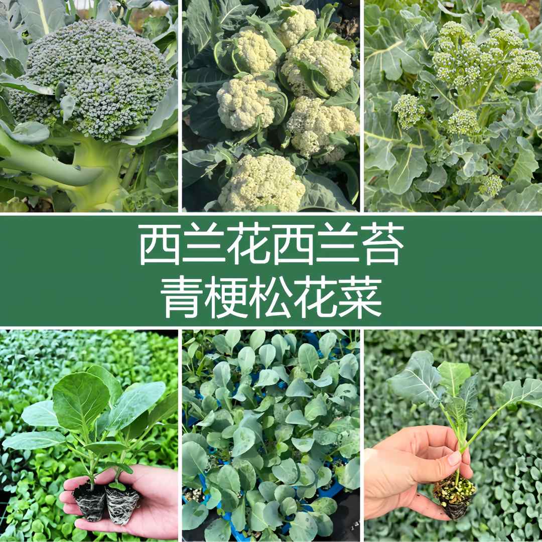 西兰花西兰苔青梗松花菜紫花菜秧苗花椰菜西蓝花高产种苗基地直发