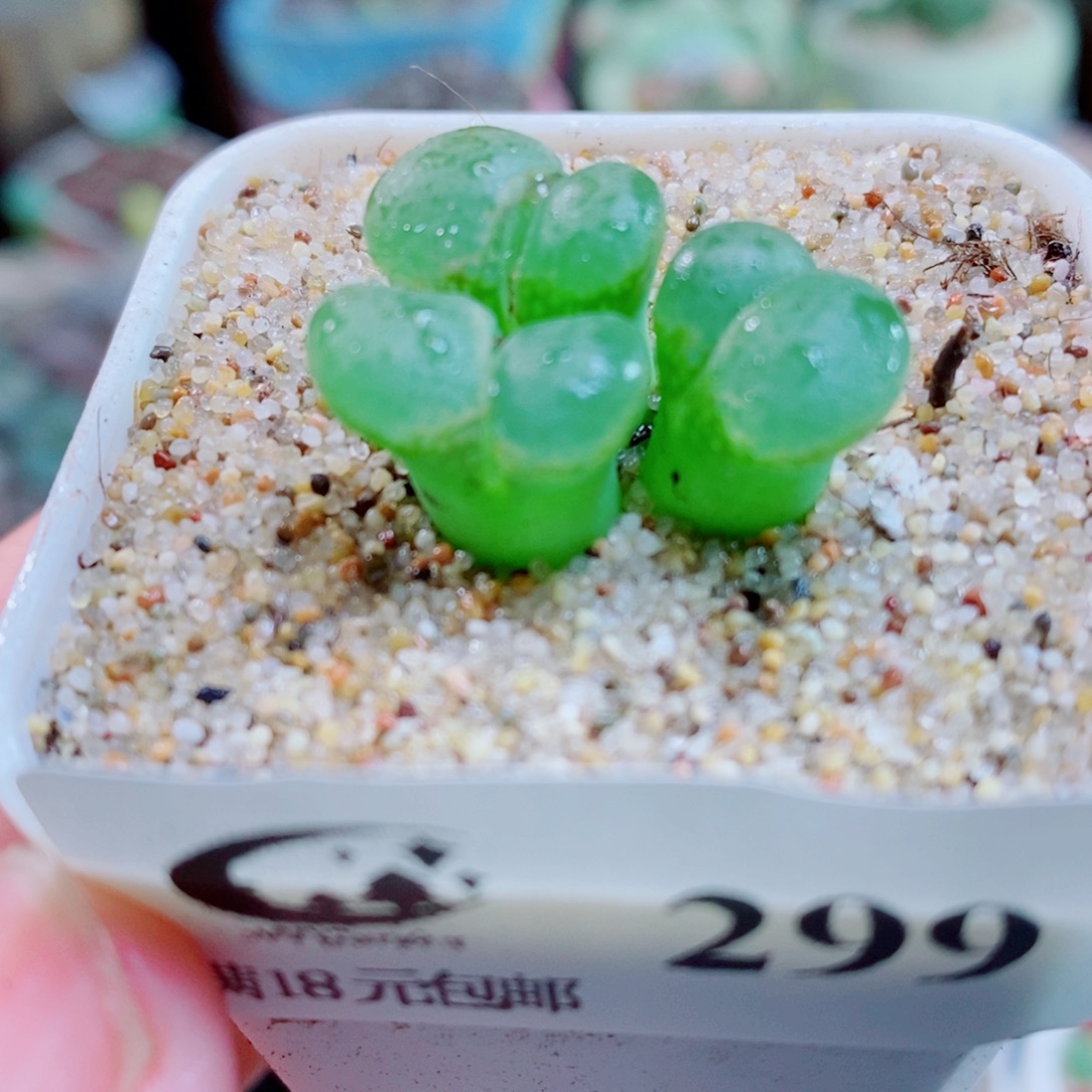 生石花花花花开了299