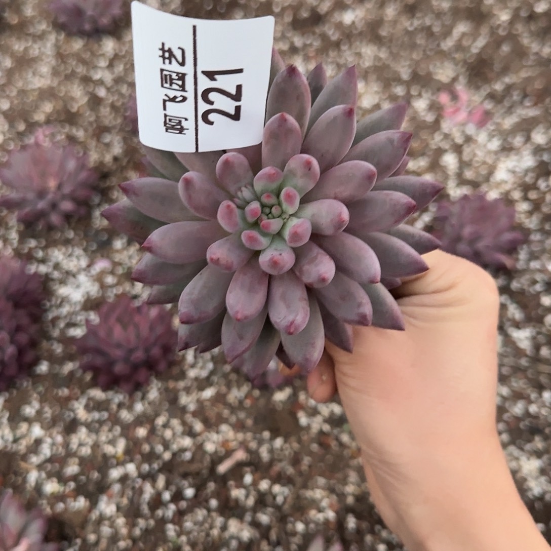 221多肉 美人系 单头