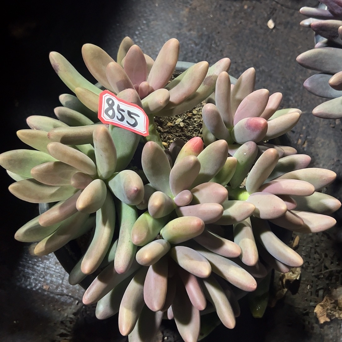 855号糖果美人，一物一拍