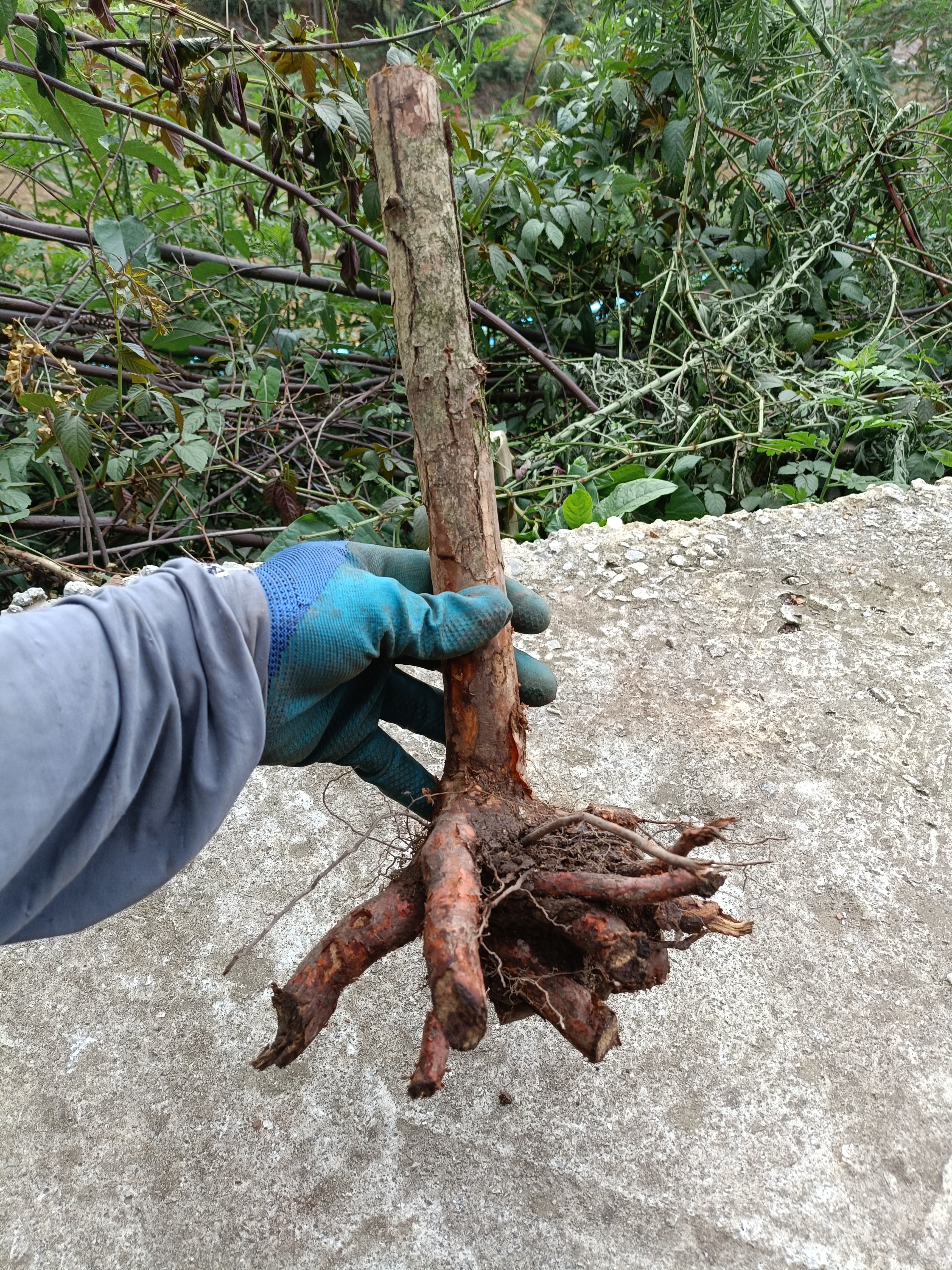 山木香野蔷薇刺梨老桩蕨类植物一物一拍