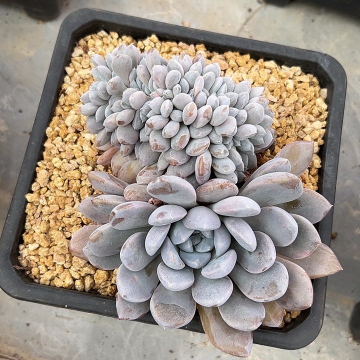 叶插菩提子群生缀化福利