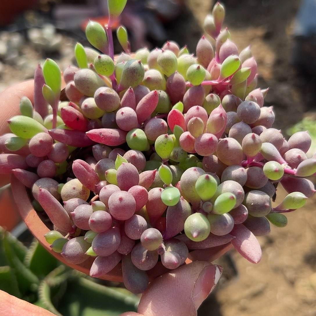 多肉植物多肉植物
