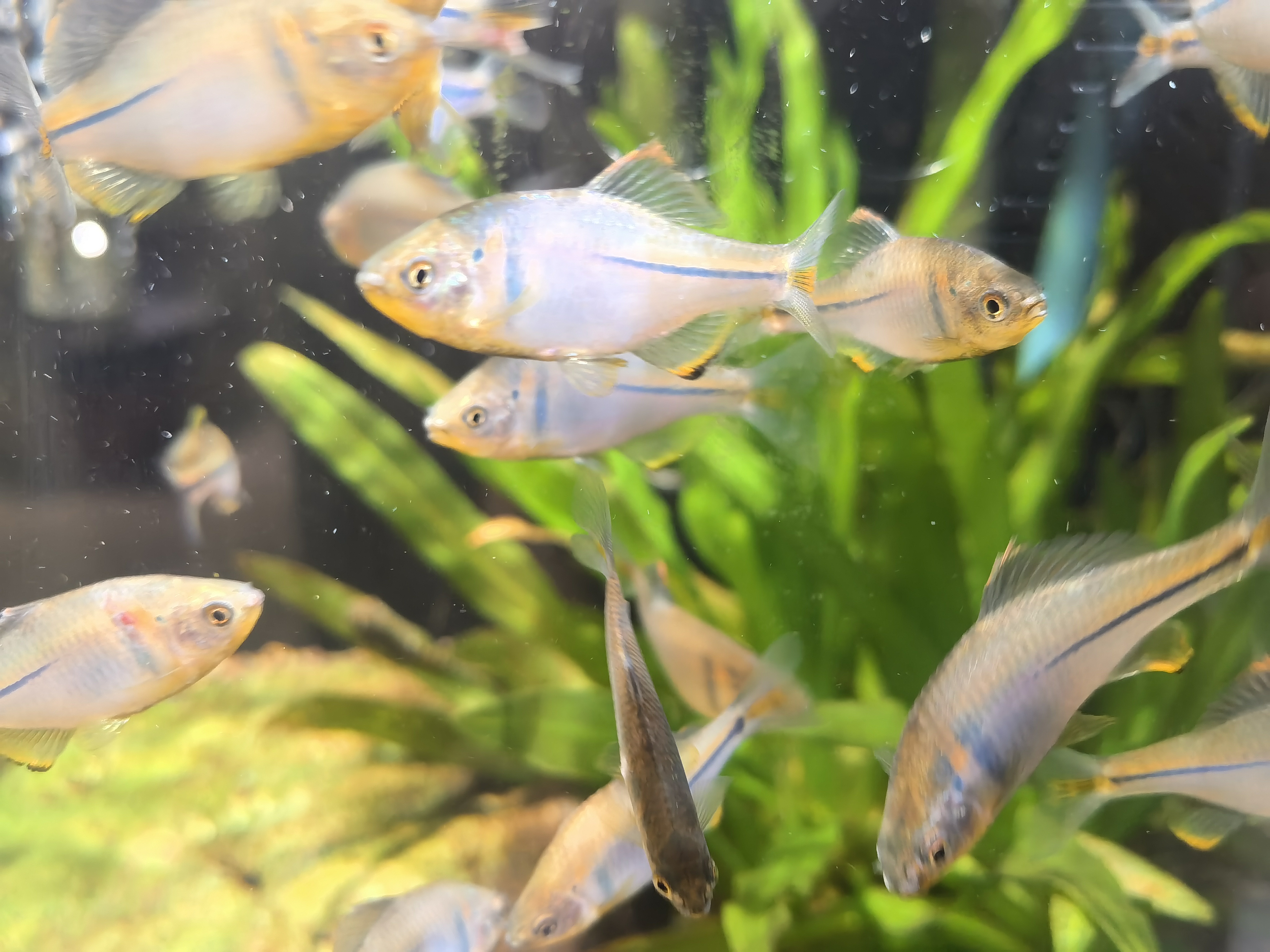 彩石鳑鲏冷水观赏鱼
