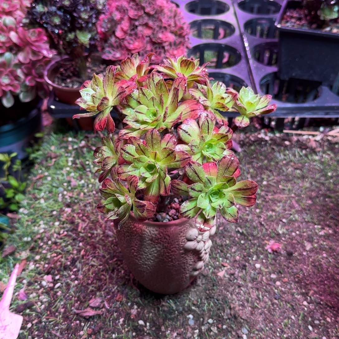 牵牛花模特一物一拍多肉