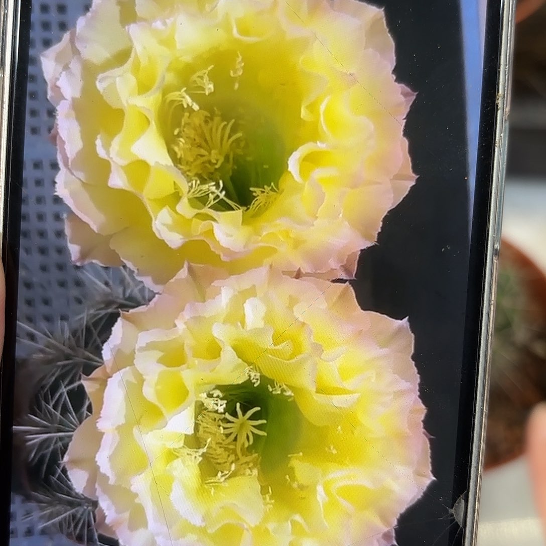 彩草蛋挞5.5.-6公分左右