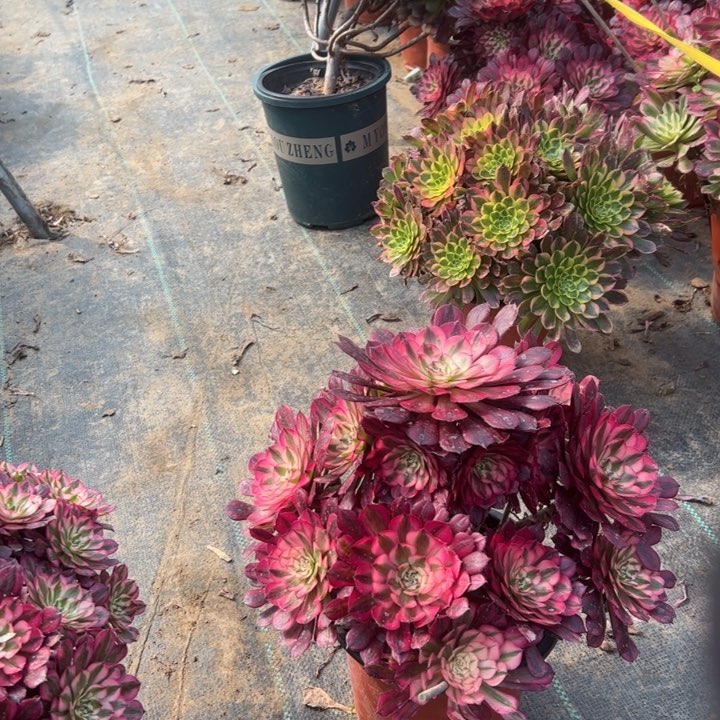 2红铜壶白多肉肉肉