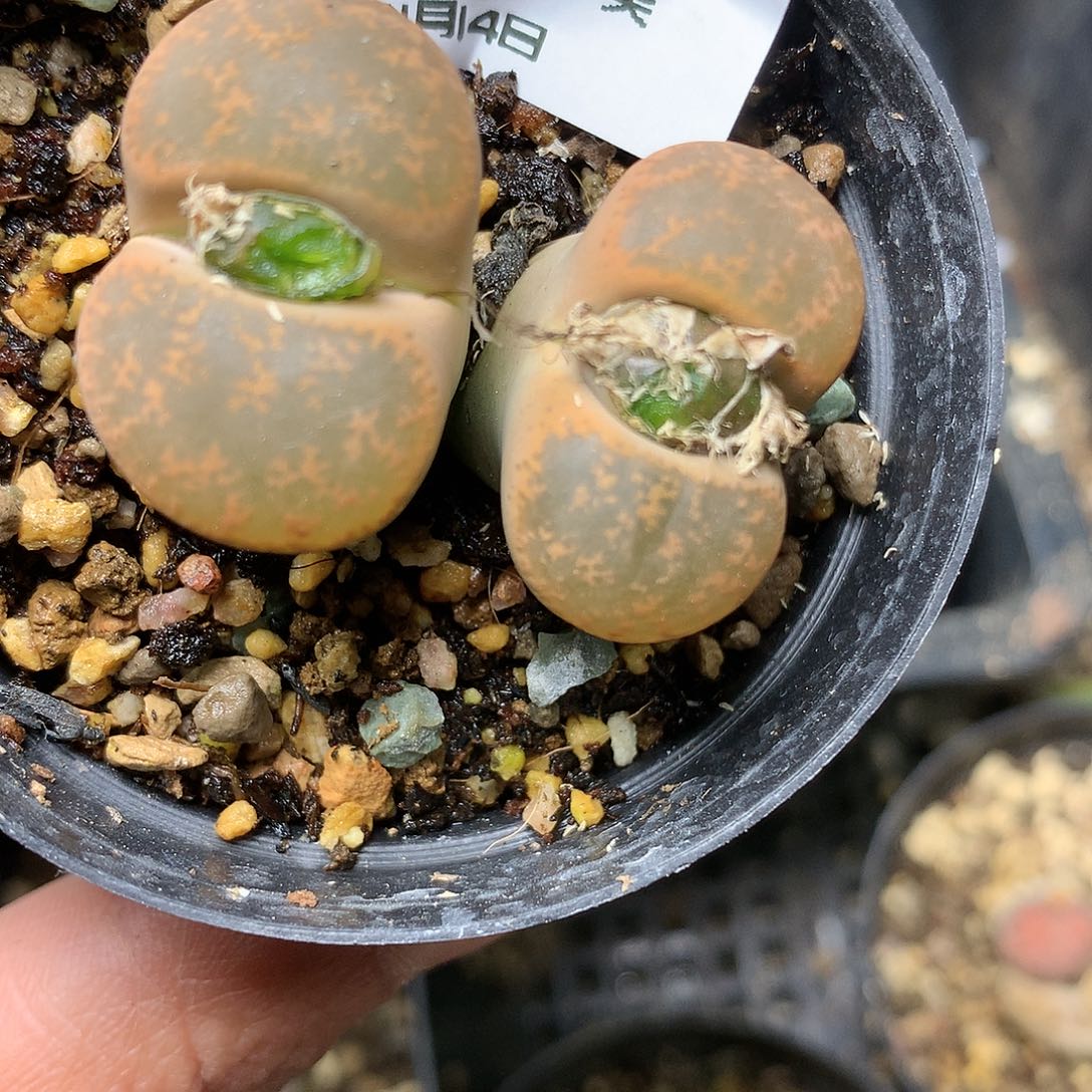 B534多肉植物保护研究所