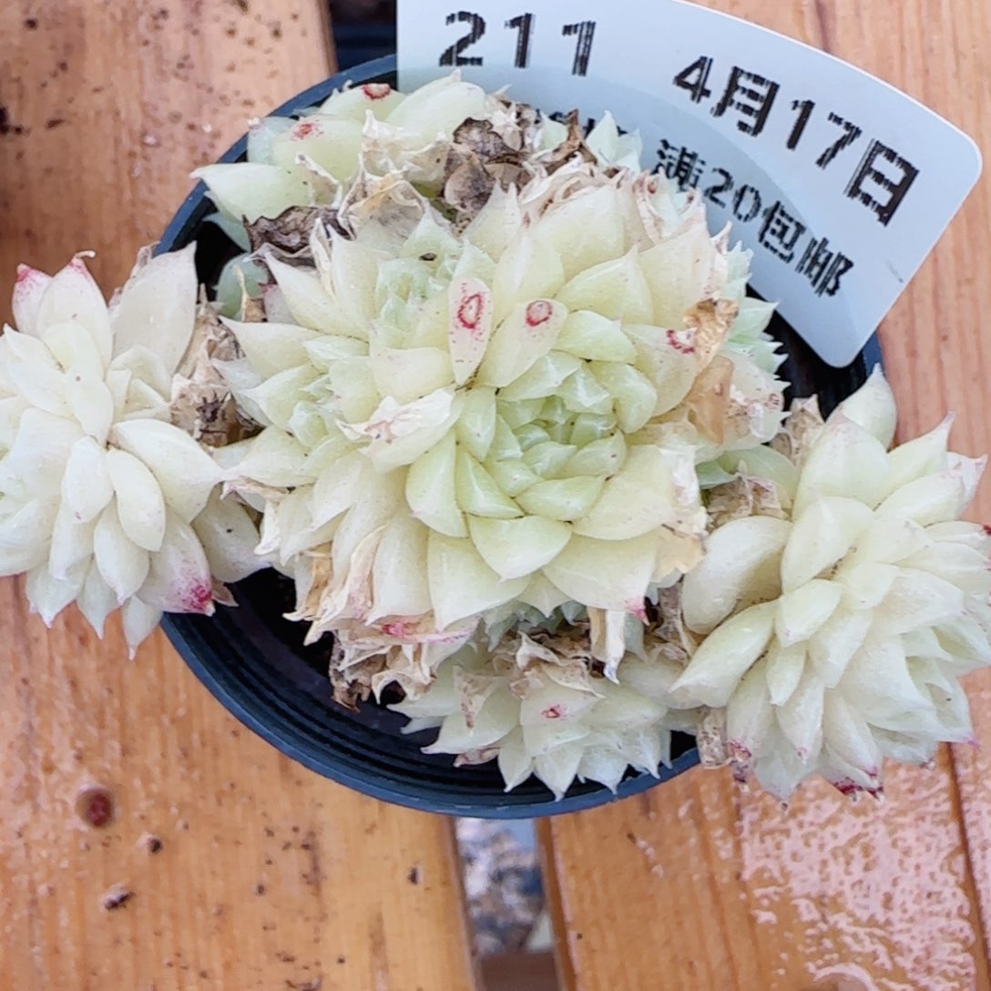 花语逸镜0417-211开播福利散