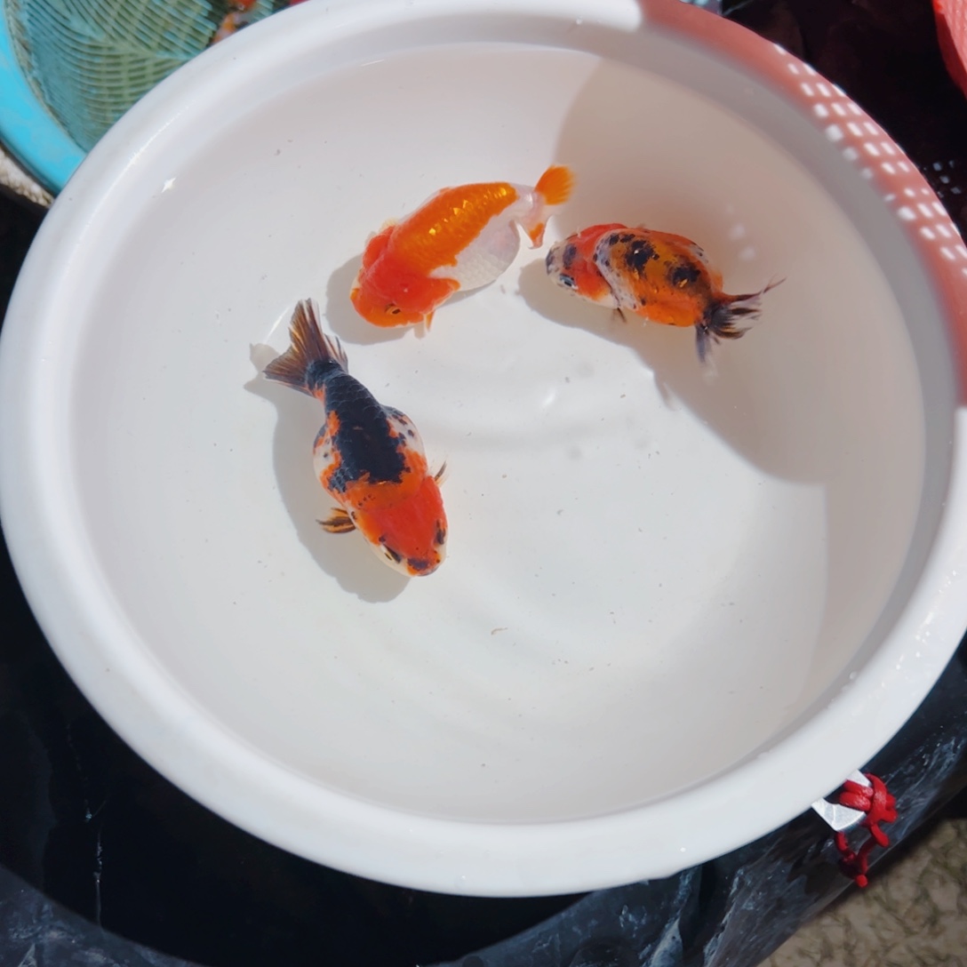 ****欠海水鱼11111111111