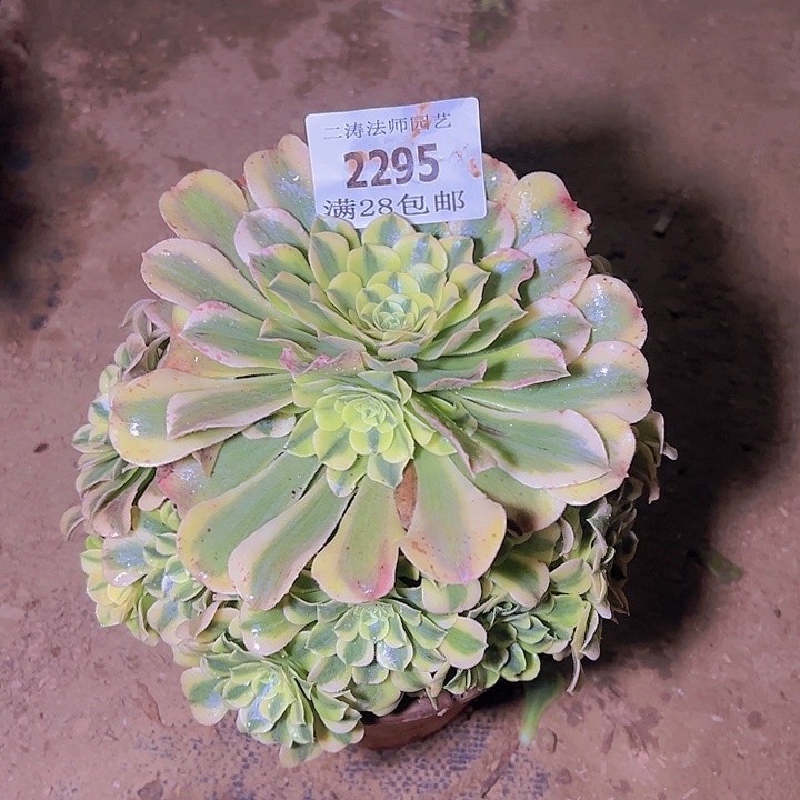 2295绿豆沙多肉植物老桩