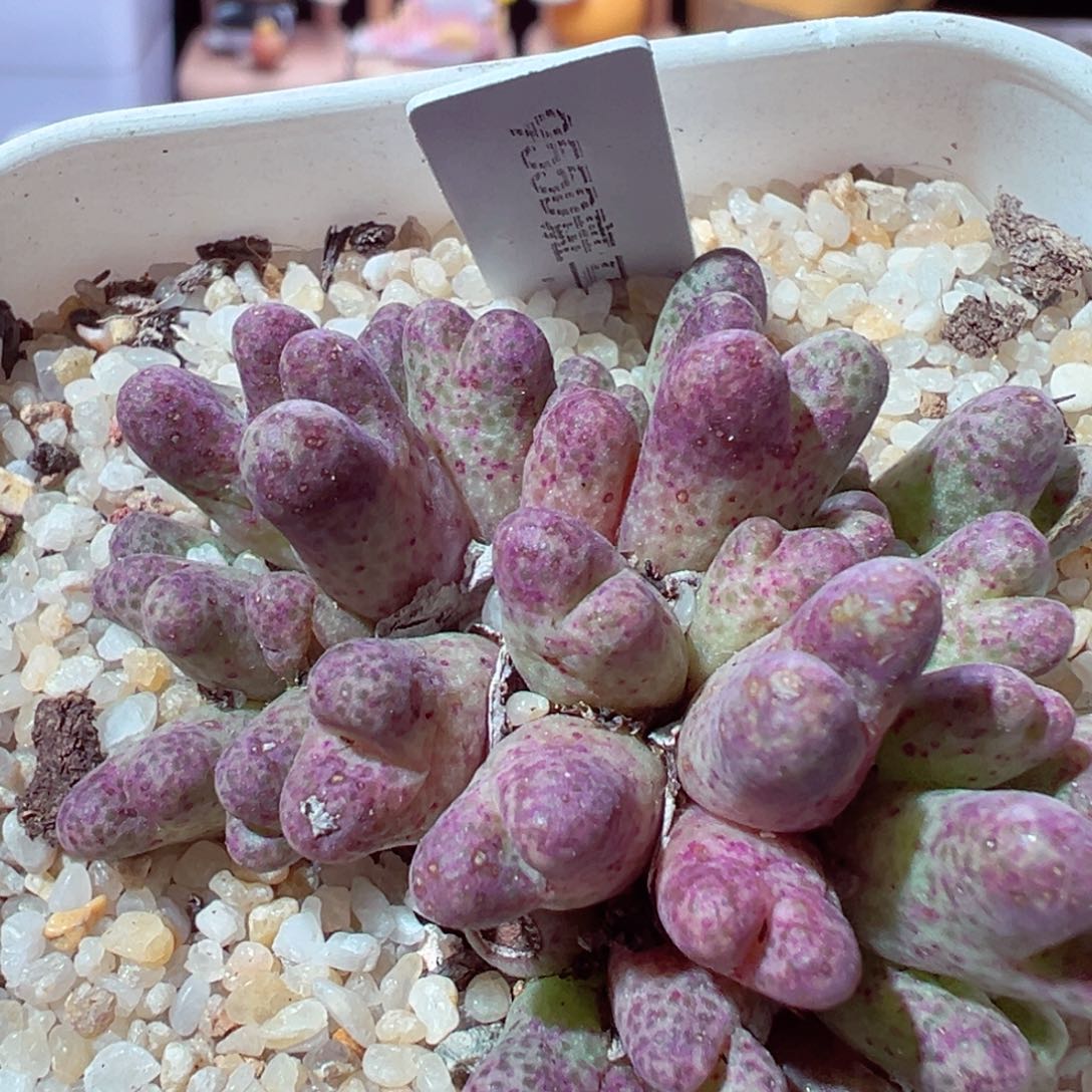 1219-835多肉多日斑马955d