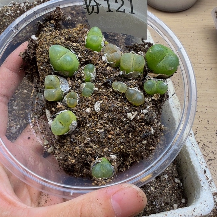 多肉植物的生长发育121