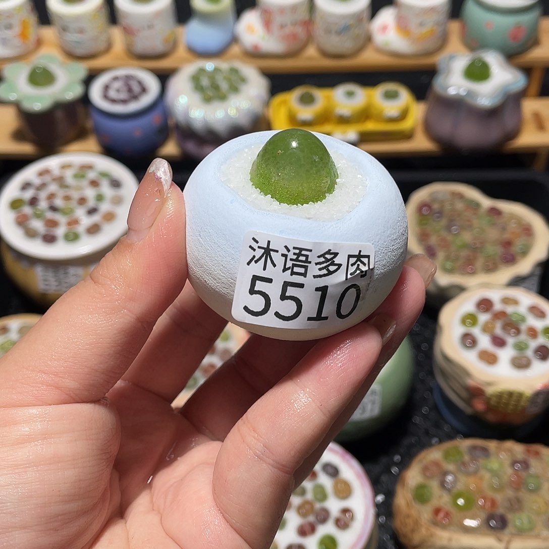 带盆土植物 一物一拍5510