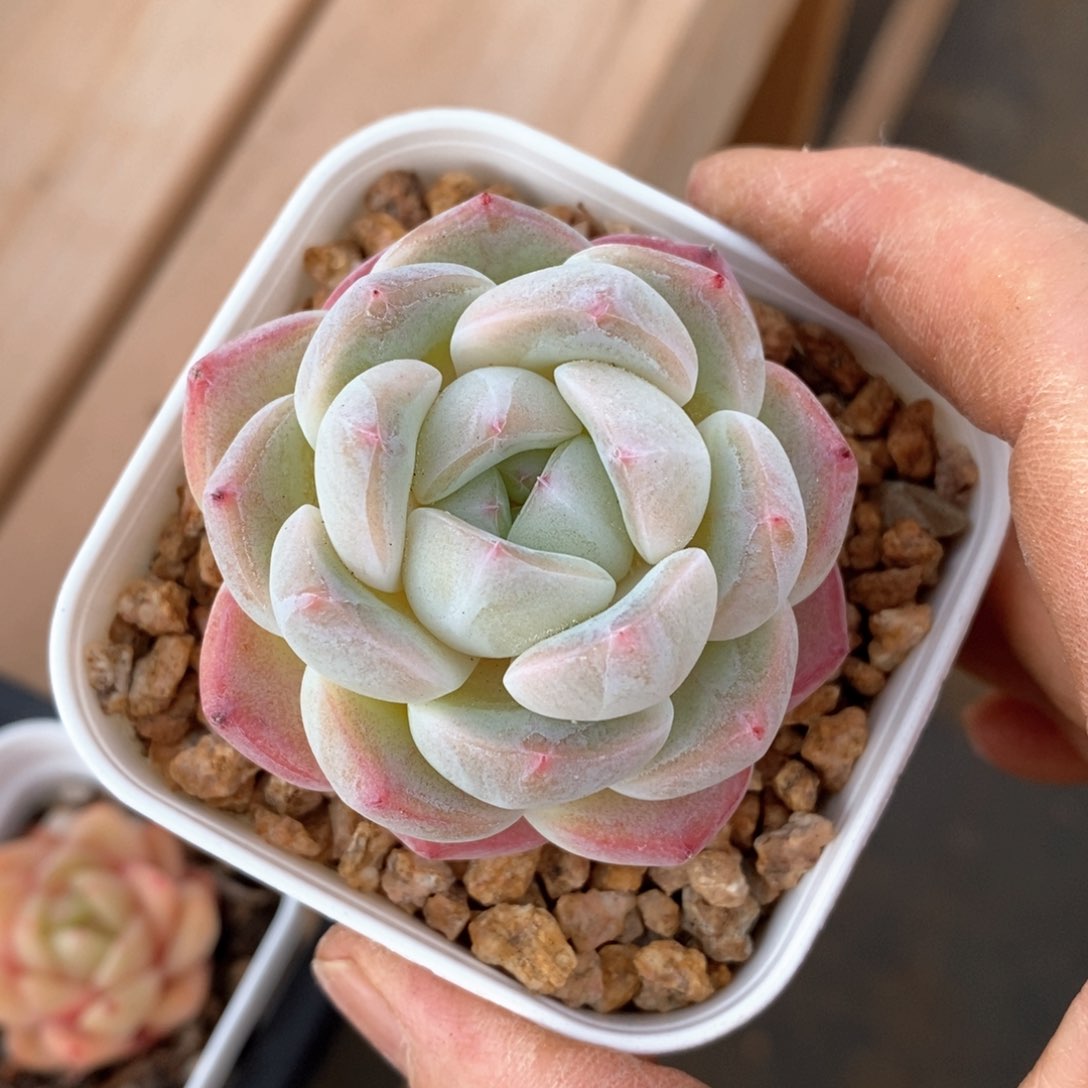 精品多肉一物一拍不包整51